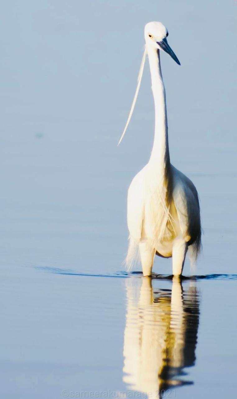 Pelican Lake Udawalawe Luaran gambar